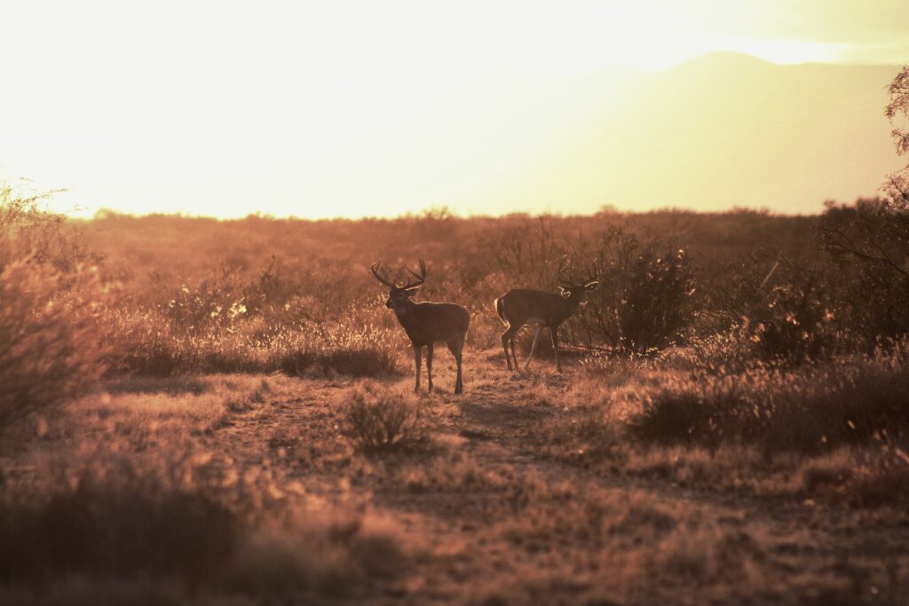 atardecer con venados