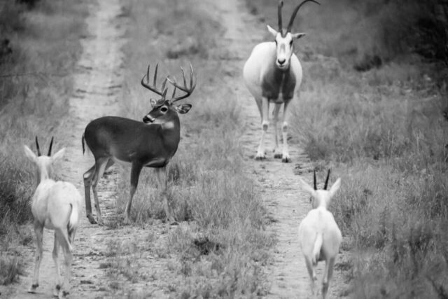 Oryx y venados